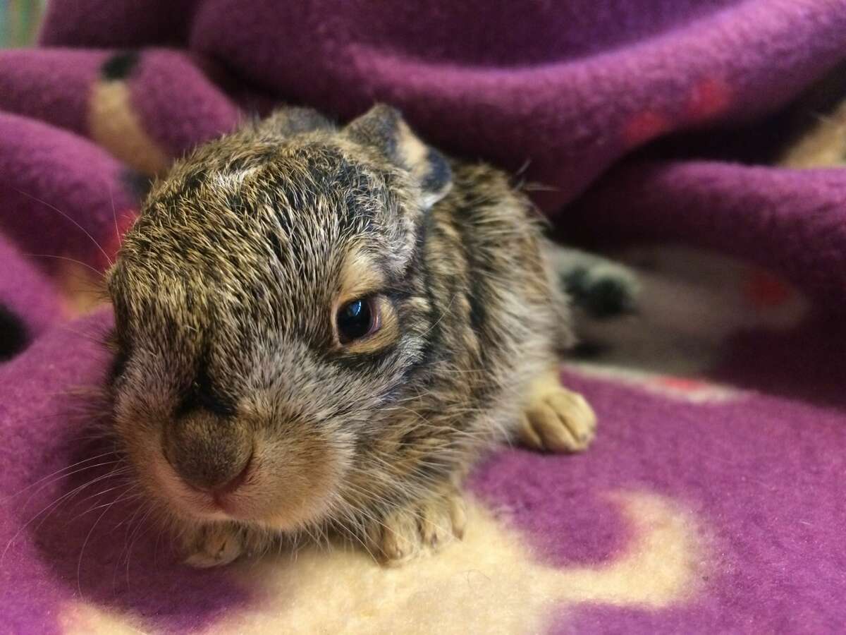 Baby jackrabbit rescued from the cold in Tracy