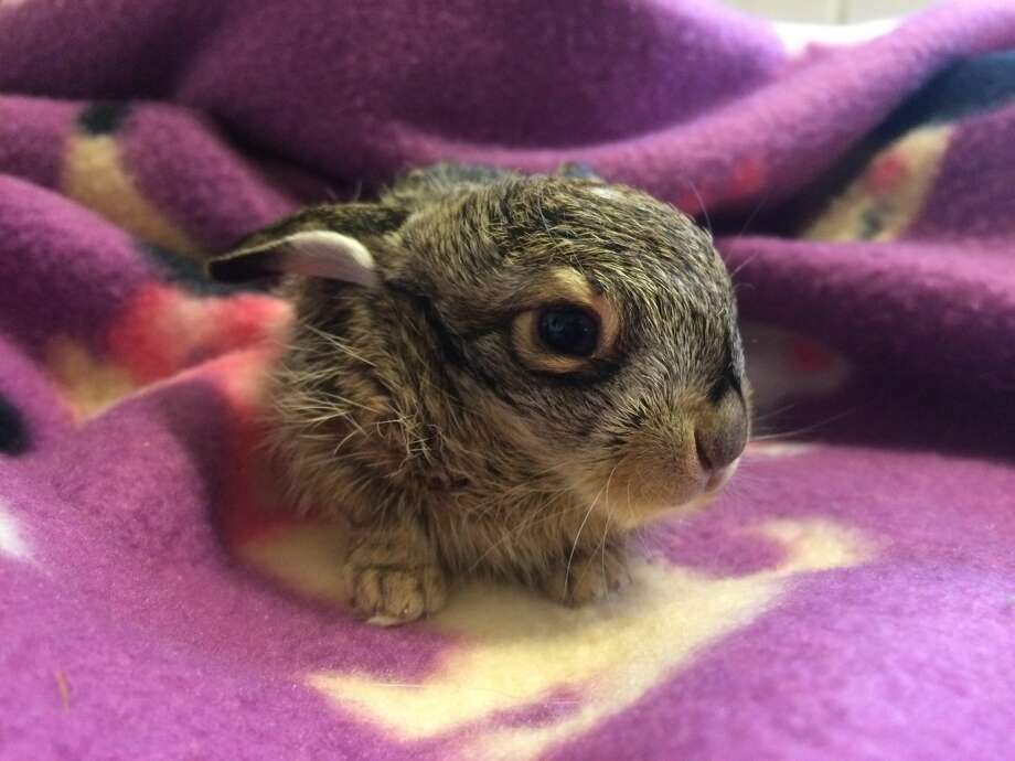 Baby jackrabbit rescued from the cold in Tracy SFGate