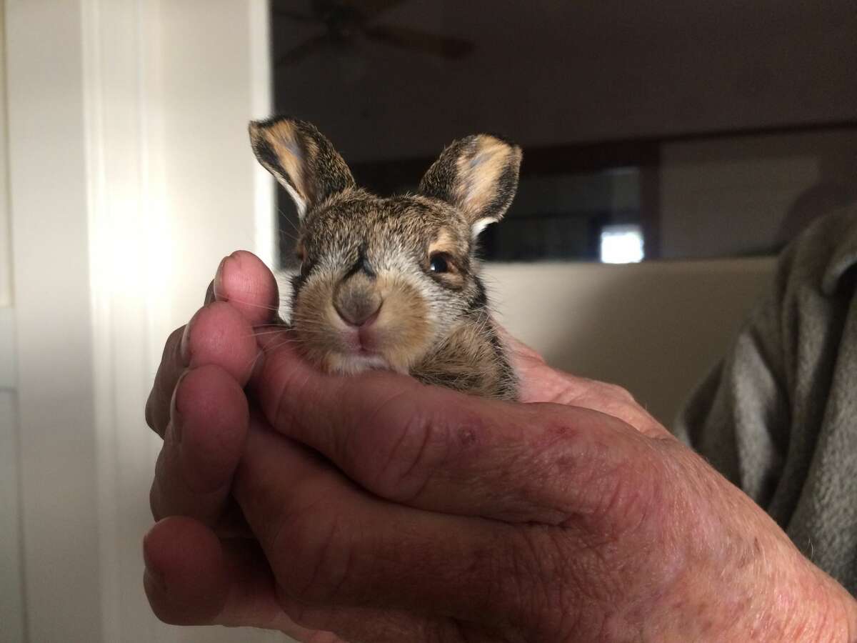 Baby jackrabbit rescued from the cold in Tracy