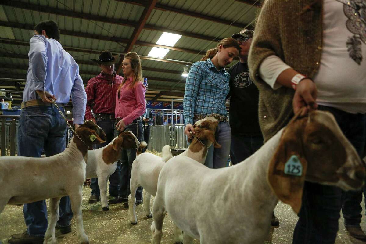 Millions at stake at San Antonio’s junior livestock show