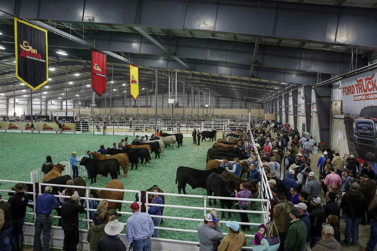 Millions at stake at San Antonio’s junior livestock show