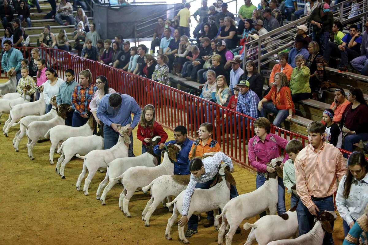 Millions At Stake At San Antonio s Junior Livestock Show