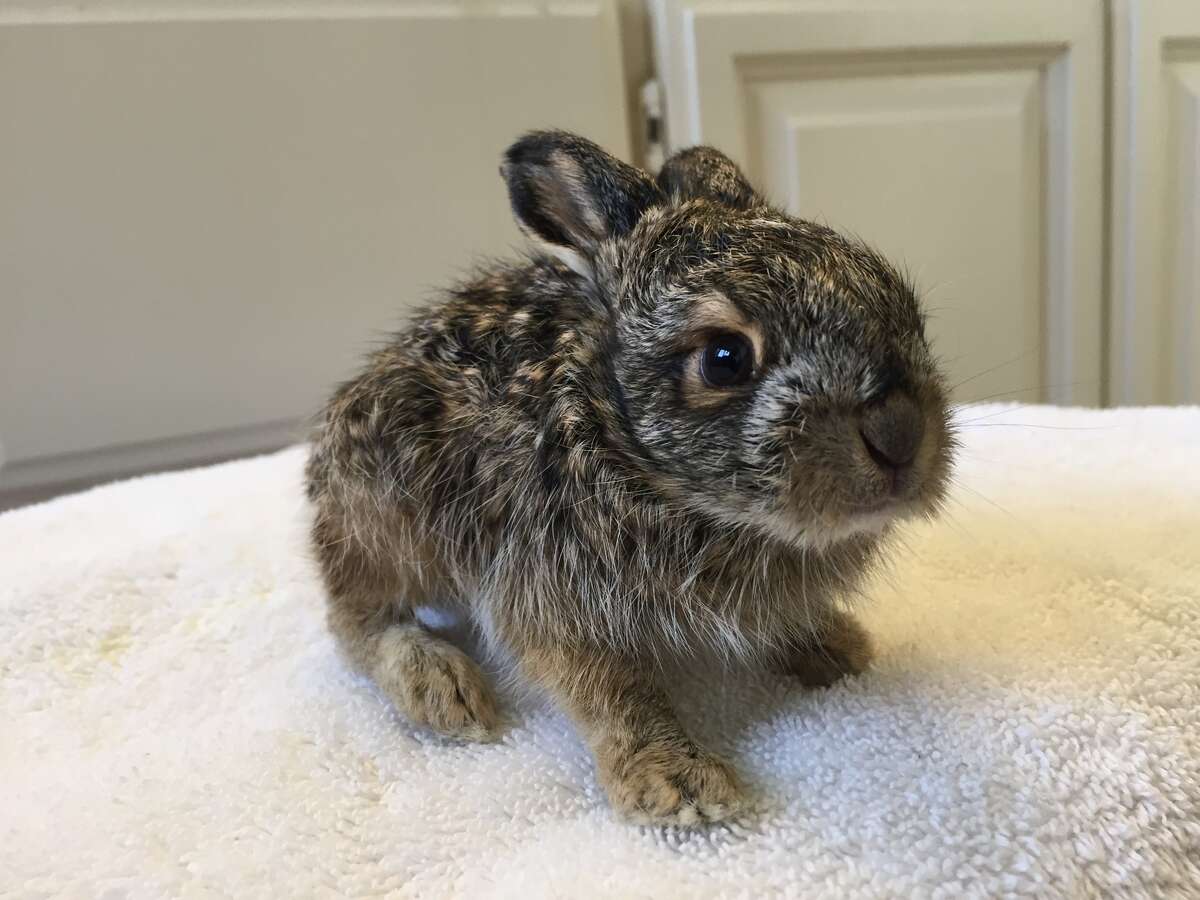 Baby jackrabbit rescued from the cold in Tracy