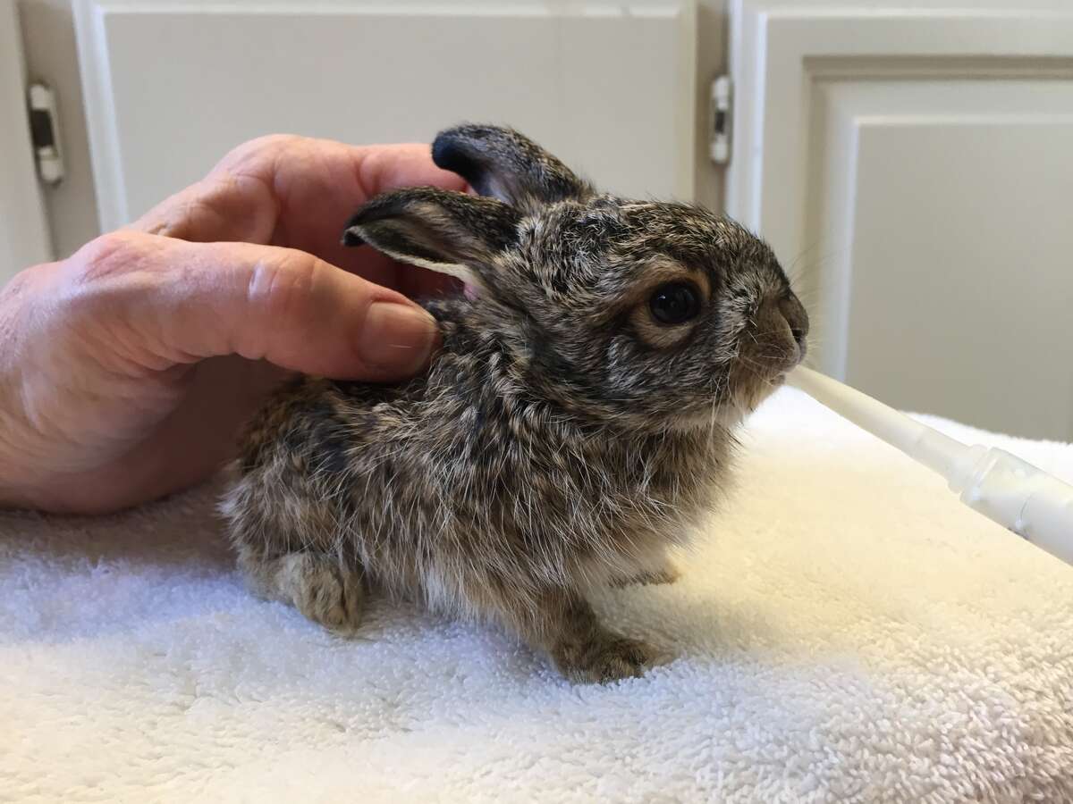 Baby jackrabbit rescued from the cold in Tracy