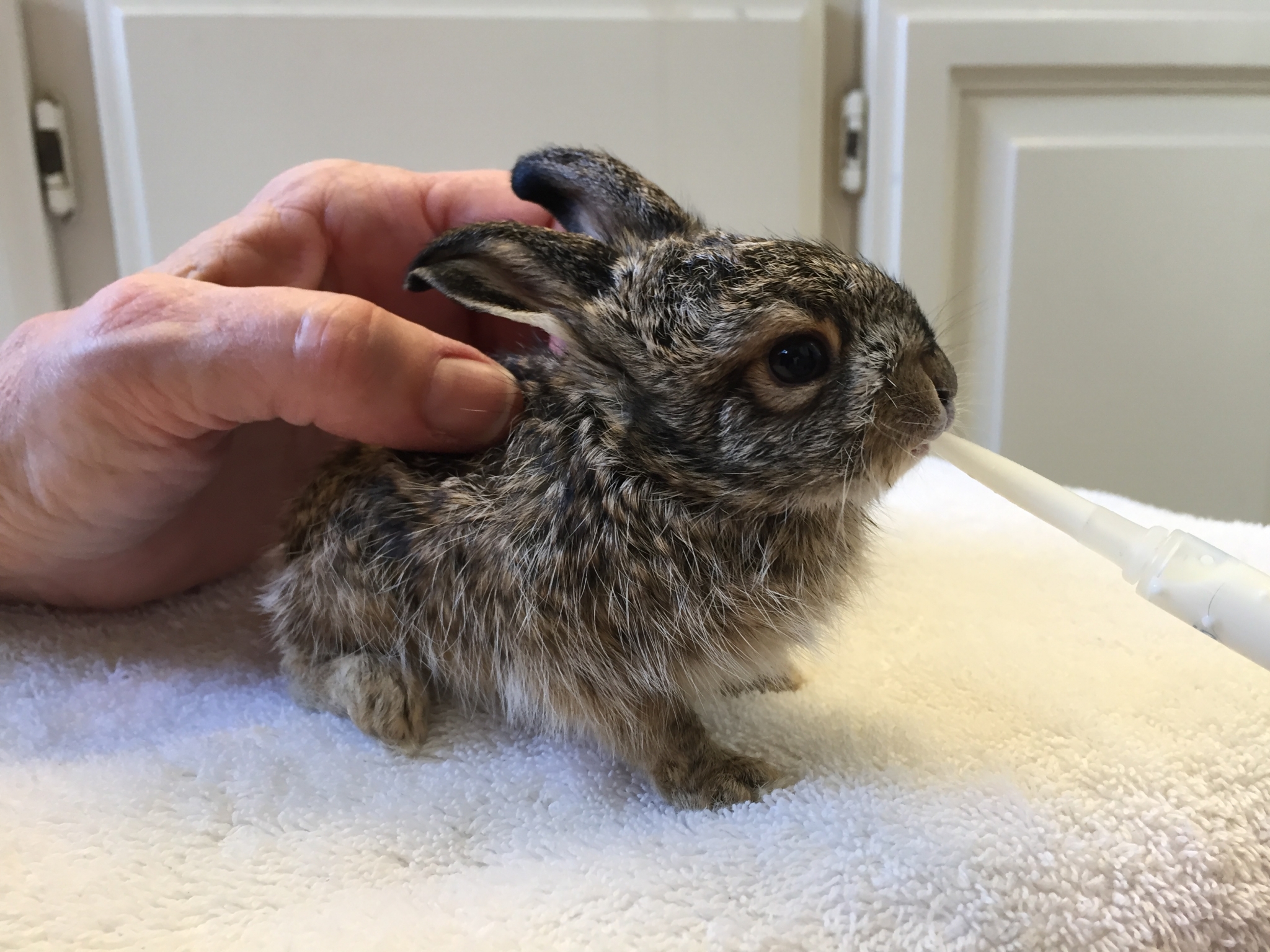 The rabbits of the Bay Area are breeding, well, like rabbits