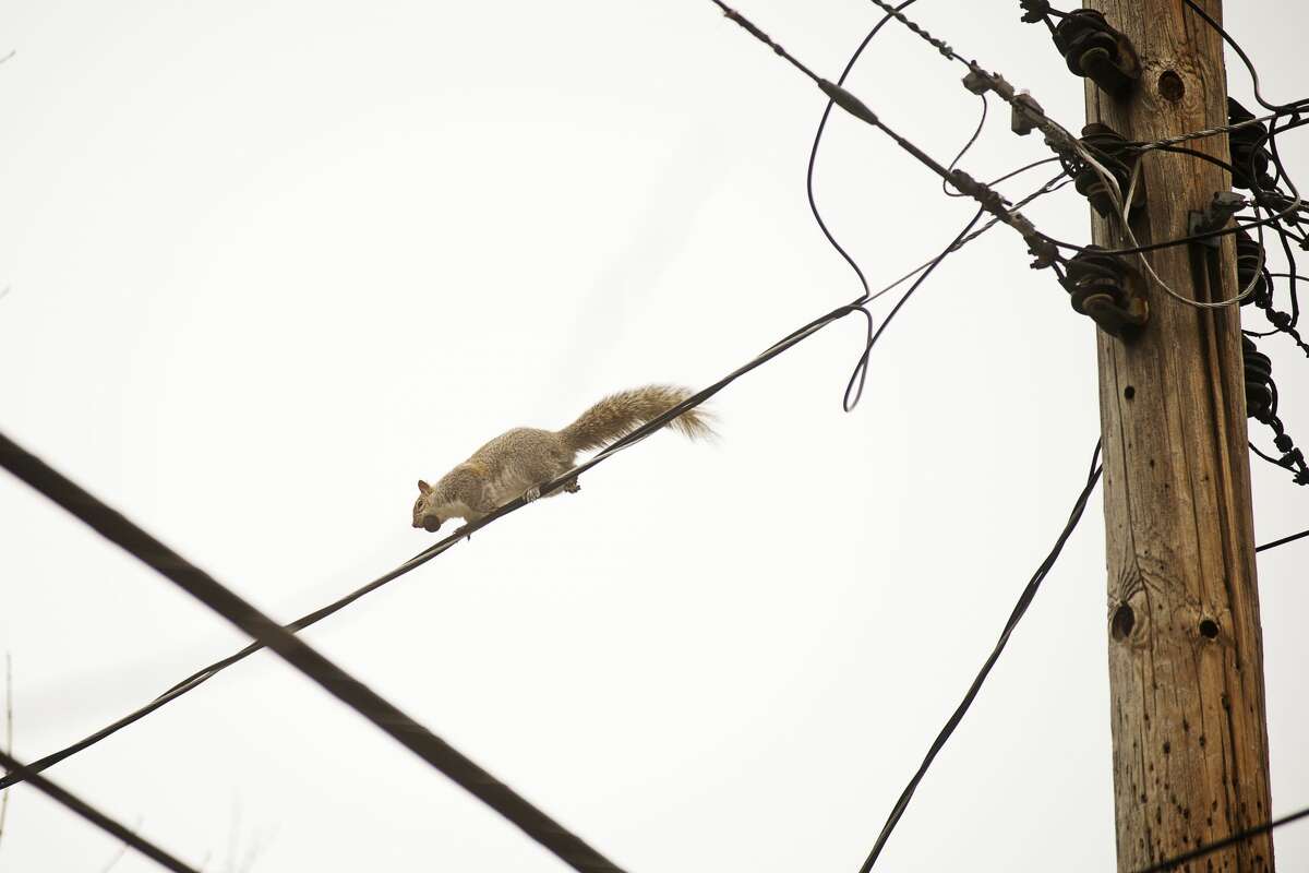 ERIN KIRKLAND | ekirkland@mdn.net An Eastern Gray Squirrel balances on a telephone wire on George Street while carrying its lunch on Thursday. Saturday, Jan. 21 is National Squirrel Appreciation Day. The holiday was created in 2001 by Christy Hargrove, a North Carolina wildlife rehabilitator.