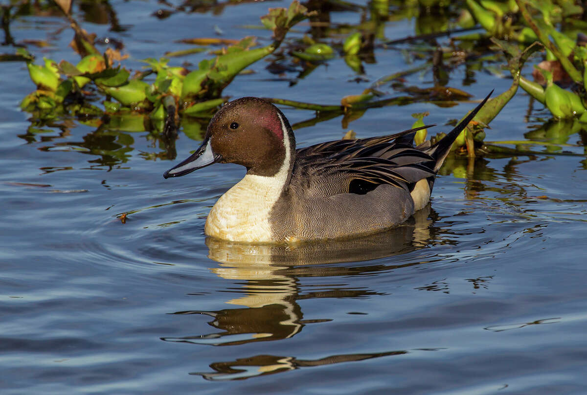 Wintering ducks like this northern pintail are easy to see at Cattail Marsh Scenic Wetlands in BeaumontÂ?’s Tyrrell Park. Photo Credit: Kathy Adams Clark. Restricted use.