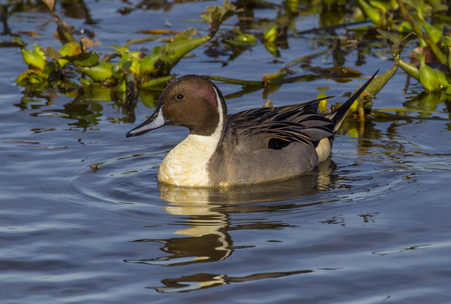 Ducks just can't resist visiting Beaumont's wetlands