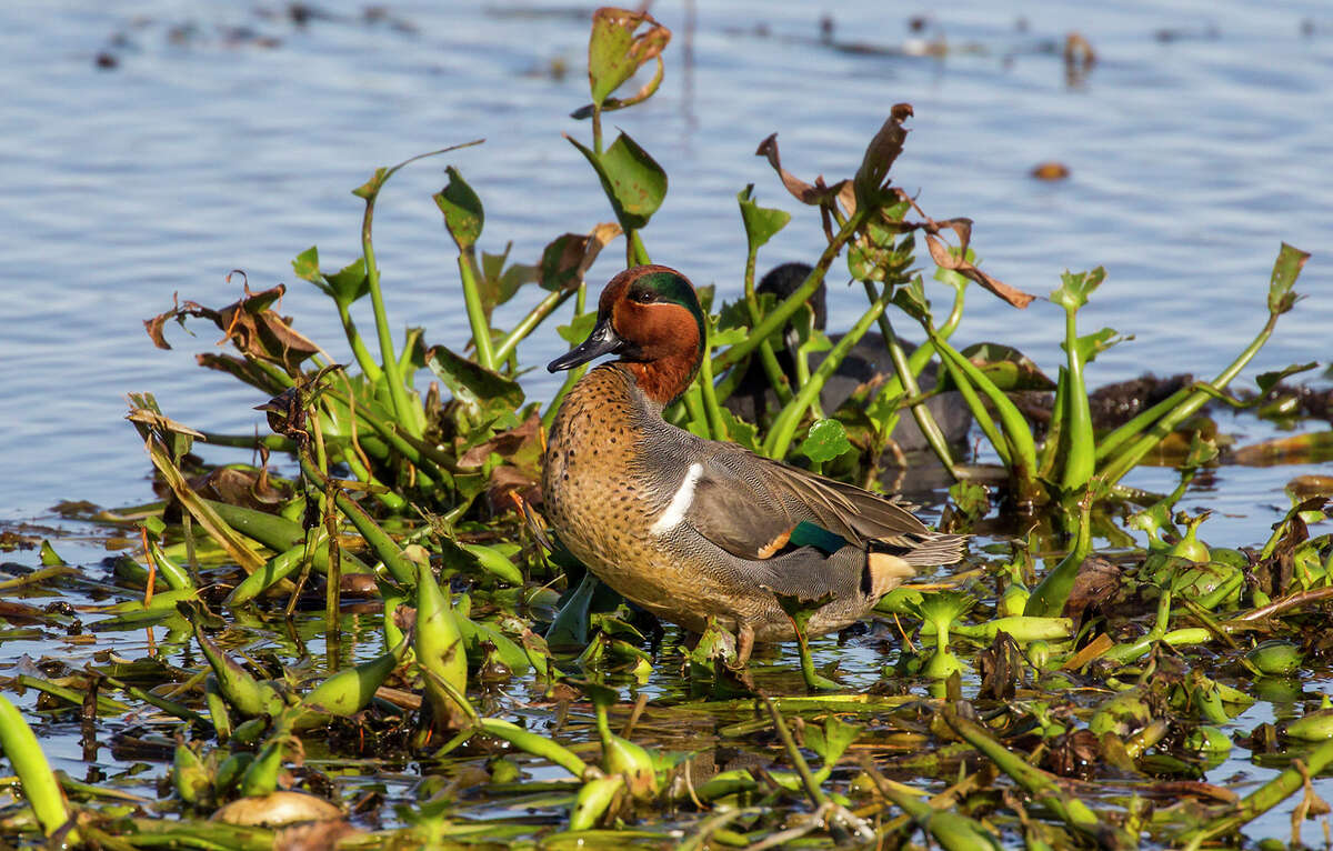 A male green-winged teal stretches at Cattail Marsh Scenic Wetlands in Beaumont's Tyrrell Park.﻿
