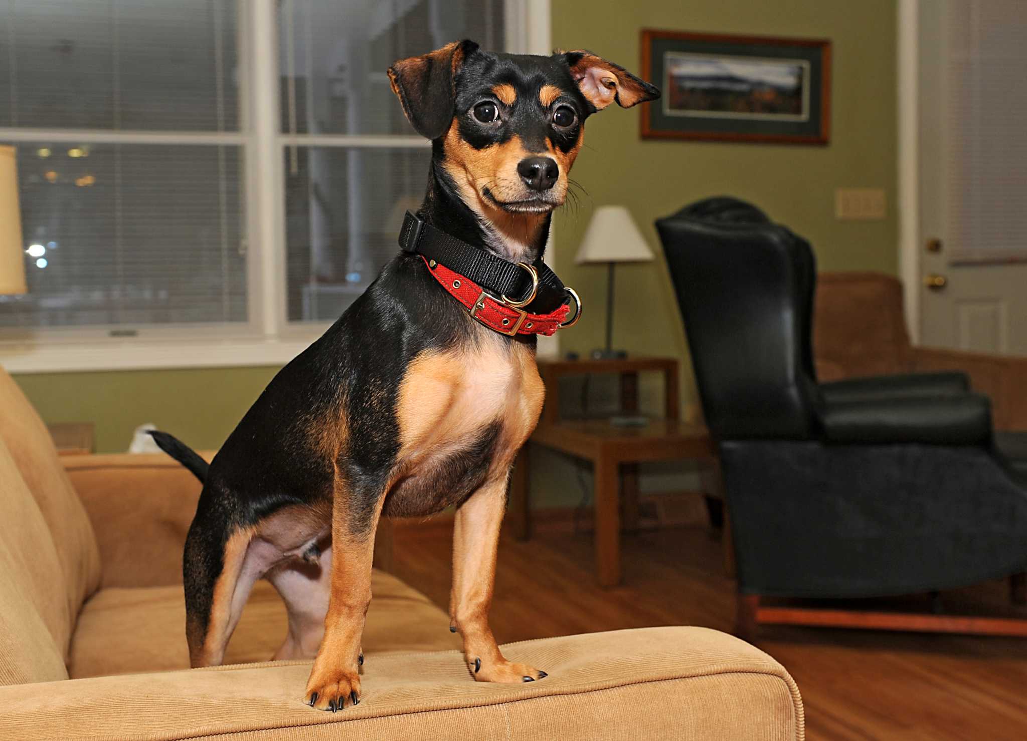 Glens Falls rescue dog on Animal show