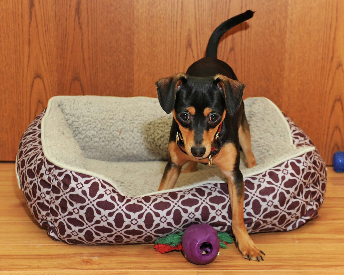 Glens Falls rescue dog on Animal show