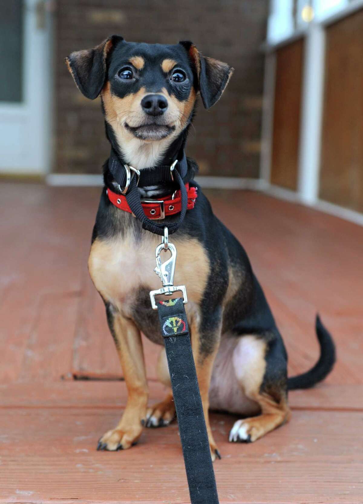 Glens Falls rescue dog on Animal show