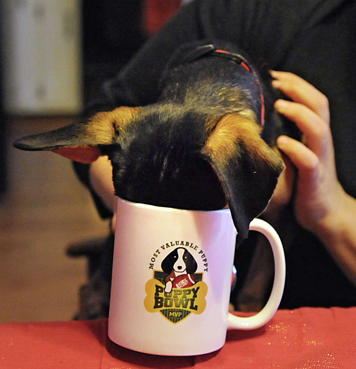 Glens Falls rescue dog on Animal show