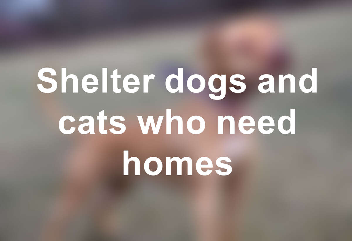 Glens Falls rescue dog on Animal show