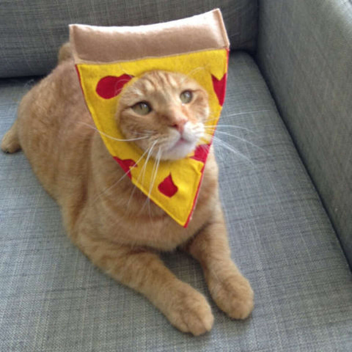 Шаурма из кошки