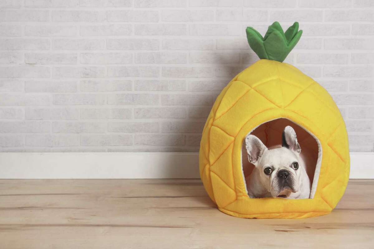 To you, this is a pineapple. To a dog, it' s a cavelike sanctuary. Most dogs don't relish being exposed in an open room. They prefer cavelike conditions that help them feel cozy and safe.