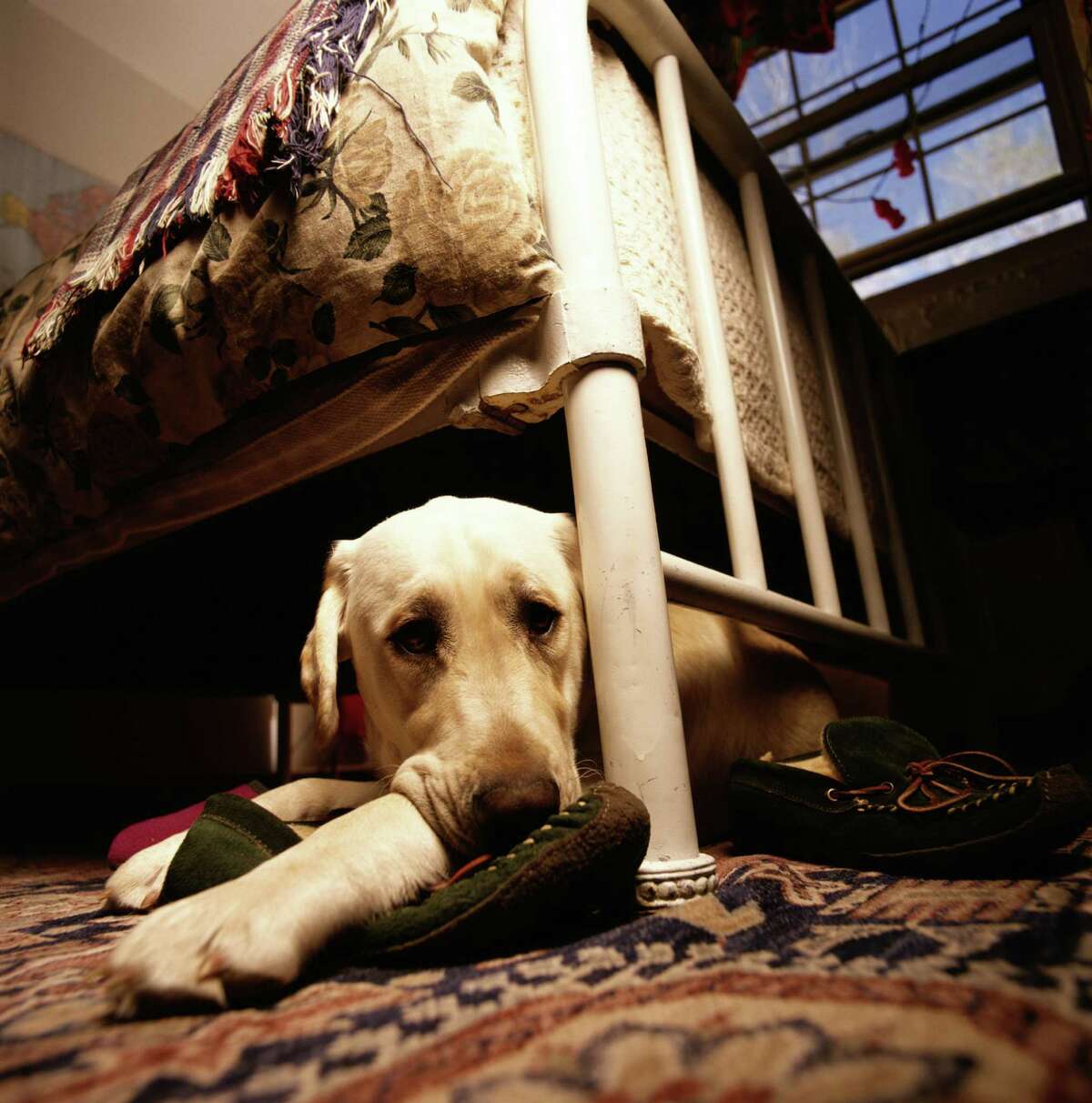 Most dogs don't relish being exposed in an open room. They prefer cavelike conditions that help them feel cozy and safe.