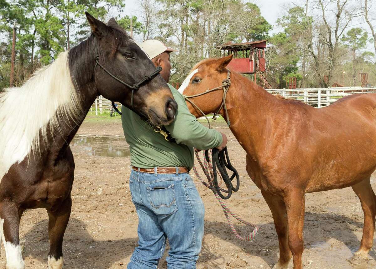 Houston ranchers ready horses for rodeo trail rides