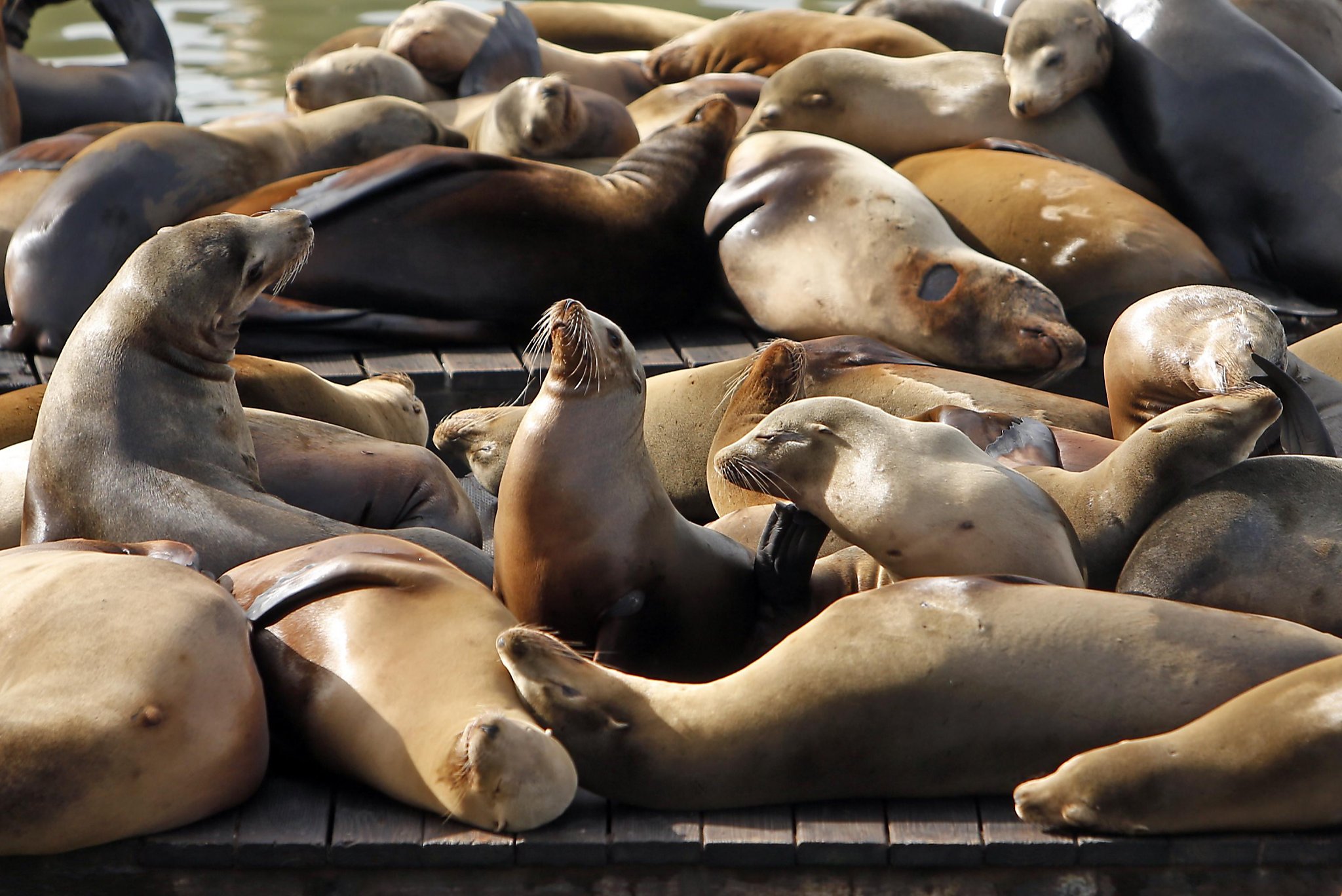 Pier 39 marks 27th anniversary of the arrival of sea lions