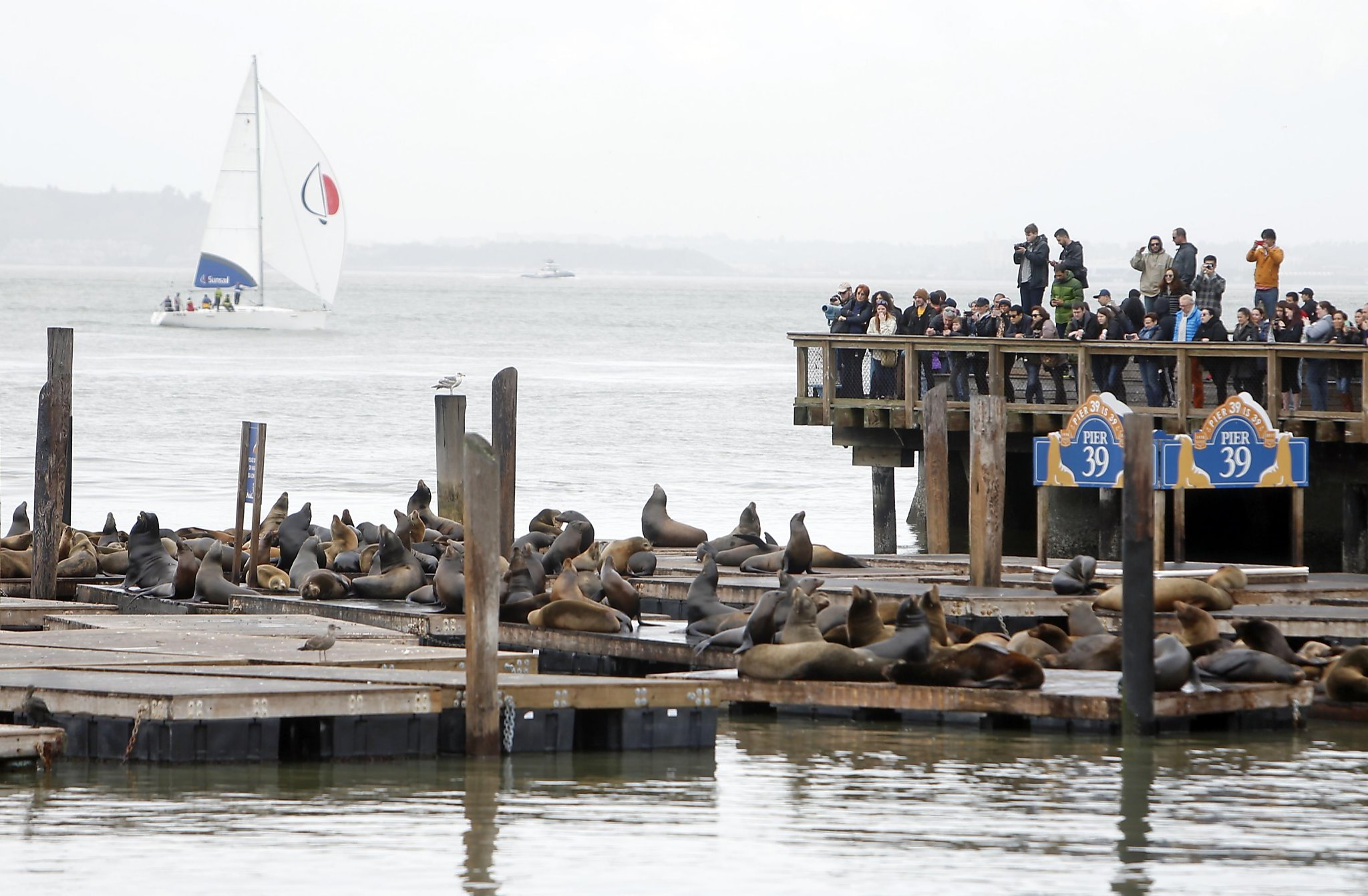 Arp, arp, arp. Sea lions still hanging around Pier 39 — 30 years later