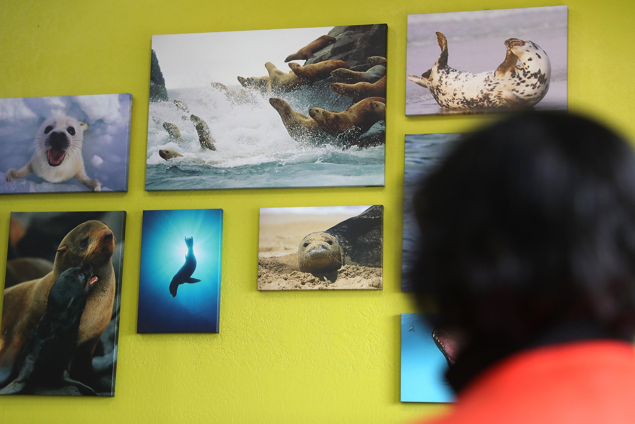 Arp, arp, arp. Sea lions still hanging around Pier 39 — 30 years later