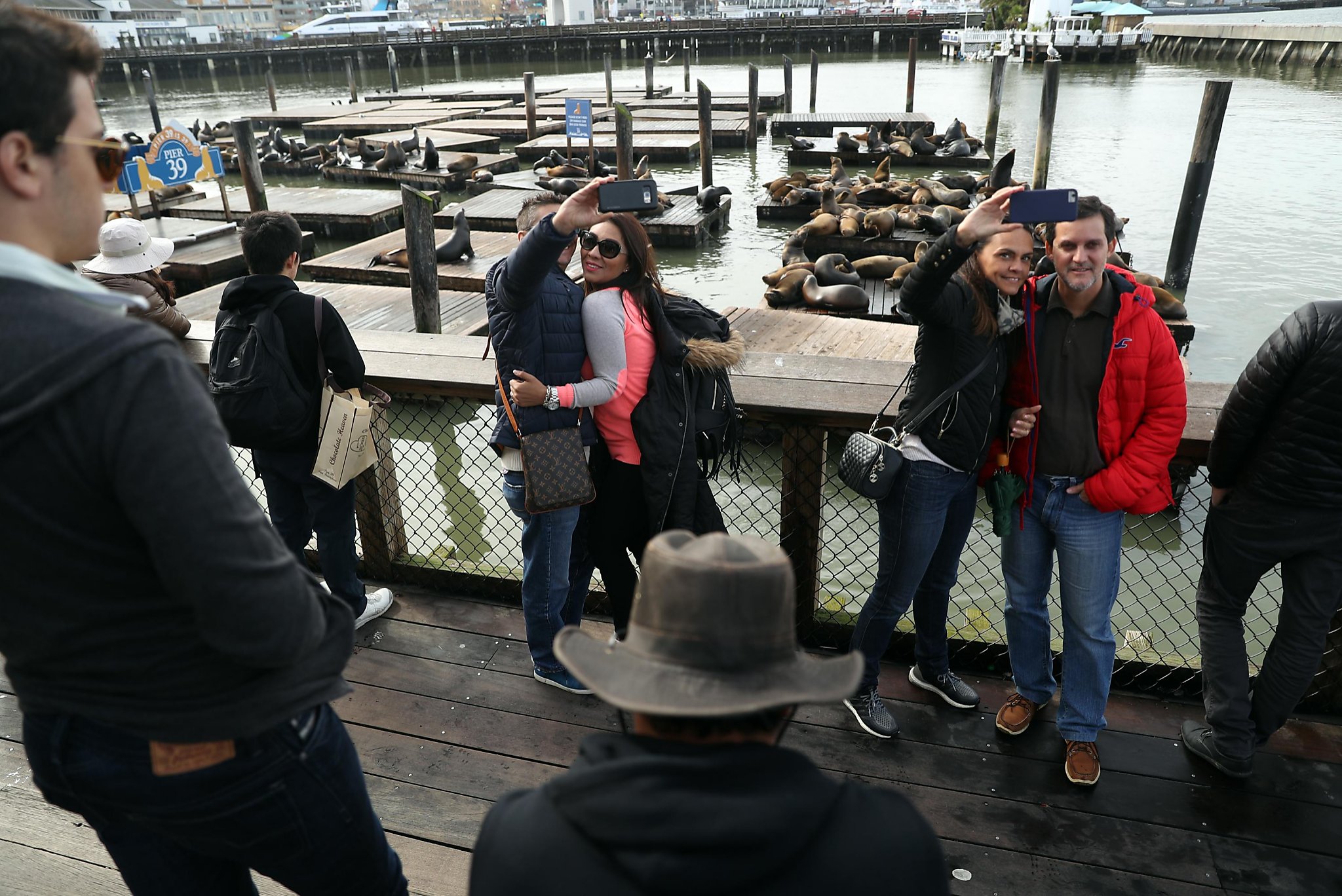 26th Anniversary of the California Sea Lions Arrival at Pier 39 in San  Francisco - The Life of Luxury