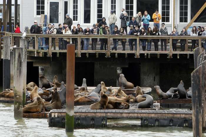 PIER 39 and Sea Lions  San Francisco Electric Tour Company