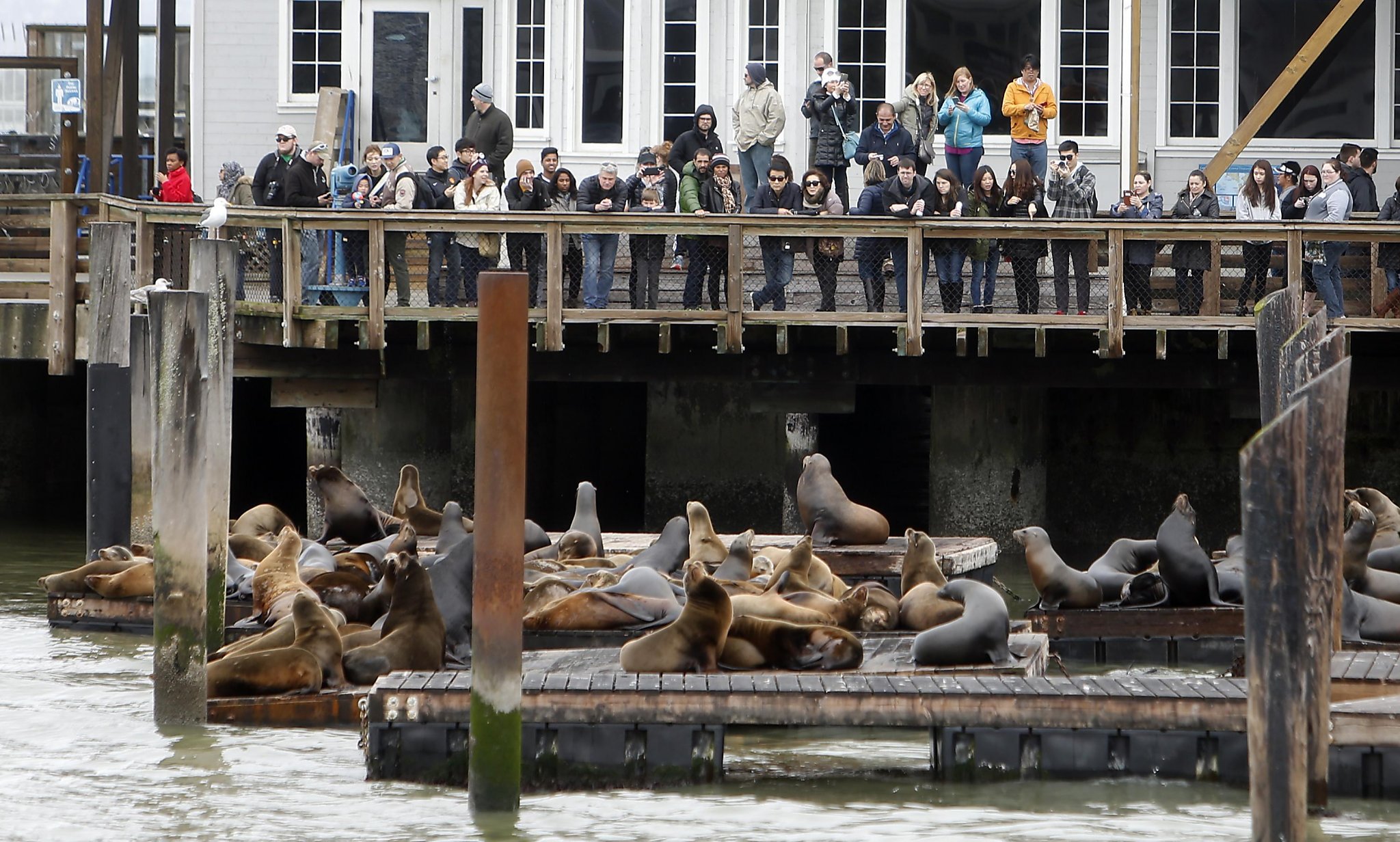 San Francisco, Pier 39, Fisherman`s Wharf - the Banner of Hard