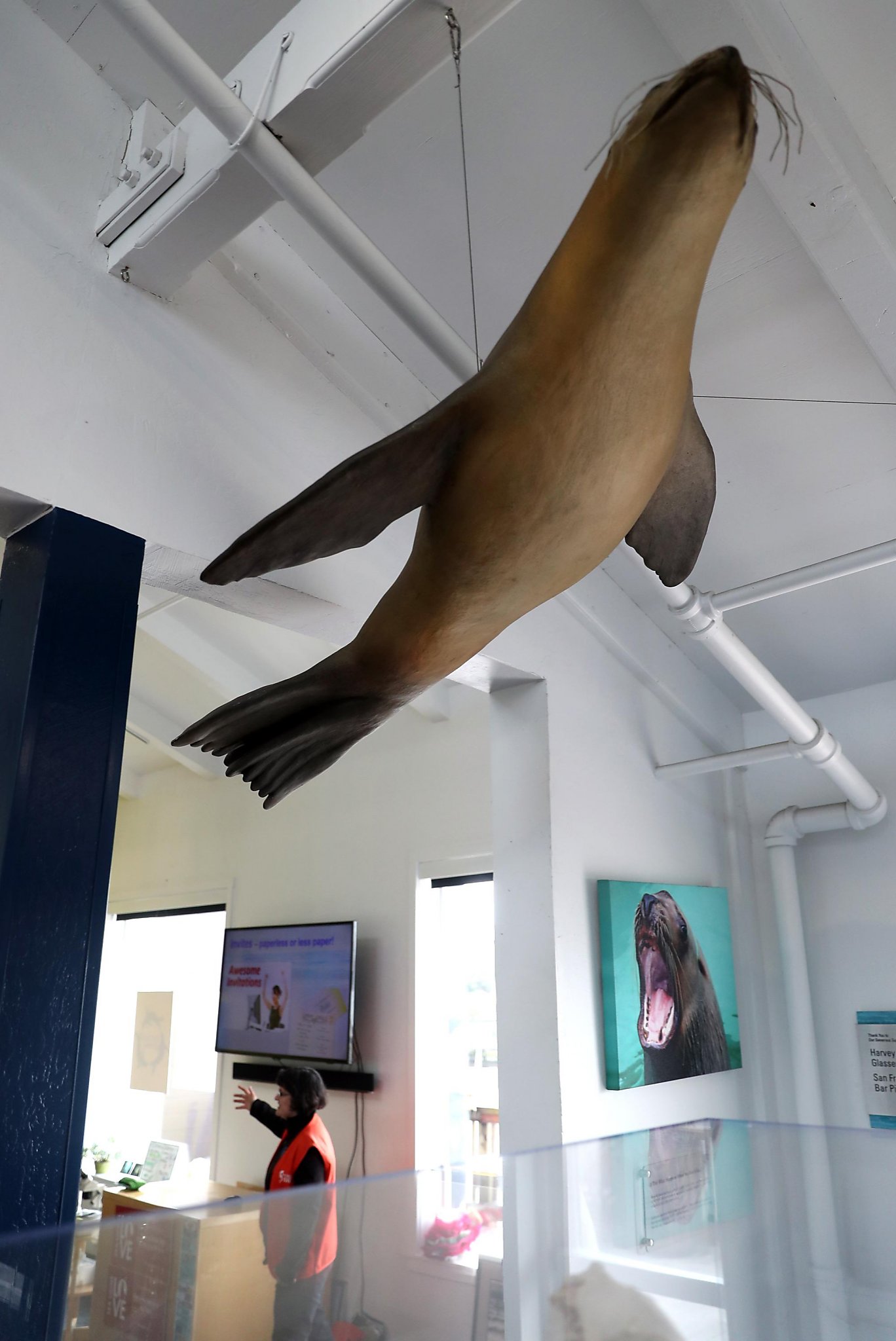 Arp, arp, arp. Sea lions still hanging around Pier 39 — 30 years later