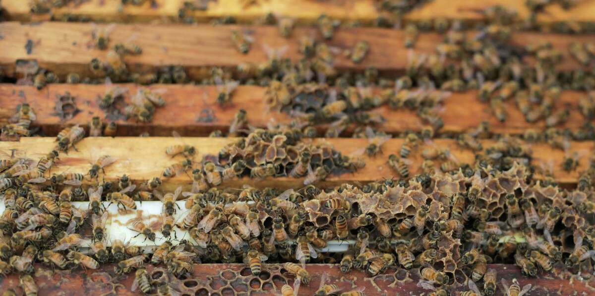 Randy Verhoek's bees hang out in a hive ready to be moved to California on Tuesday, Jan. 17, 2017, in Danbury. Thieves recently stole 300 of Verhoek's beehives, worth more than $90,000.