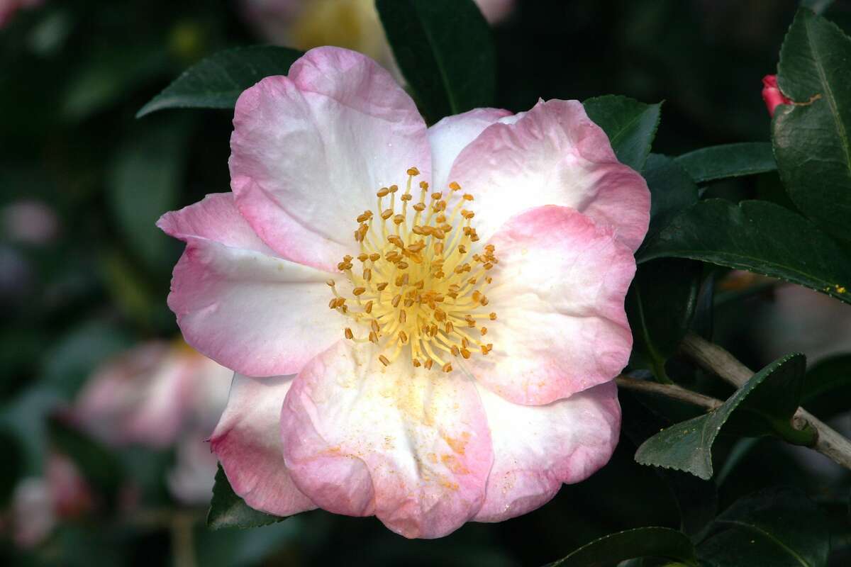 Camellias Catch The Eye With A Burst Of Color