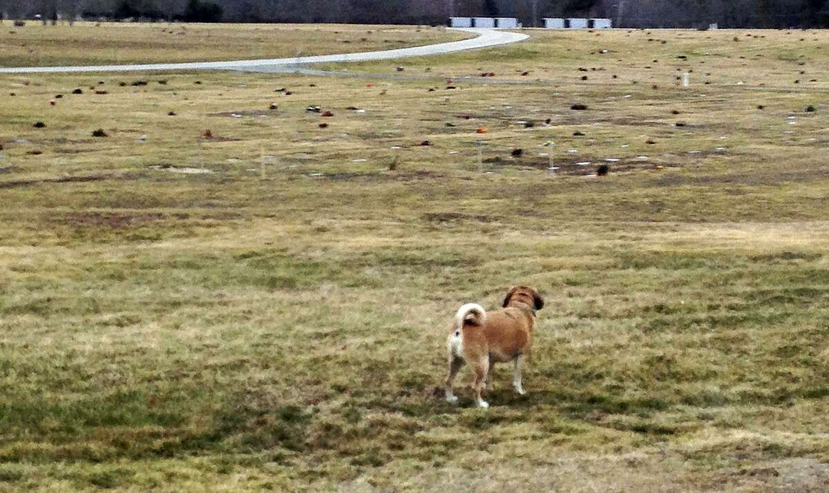 In this Monday, Feb. 1, 2016 photo, a Puggle named Artie stands on the grounds of the Rhode Island Veterans Memorial Cemetery in Exeter, R.I. Several people were buried in the wrong graves at the veterans' cemetery because grave markers in one row were off by a burial plot. Veterans Affairs Director Kasim Yarn apologized on Monday, Jan. 23, 2017, for the grave mix-up. (AP Photo/Jennifer McDermott, File)