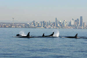 Orcas swim in Elliott Bay on sunny Monday afternoon
