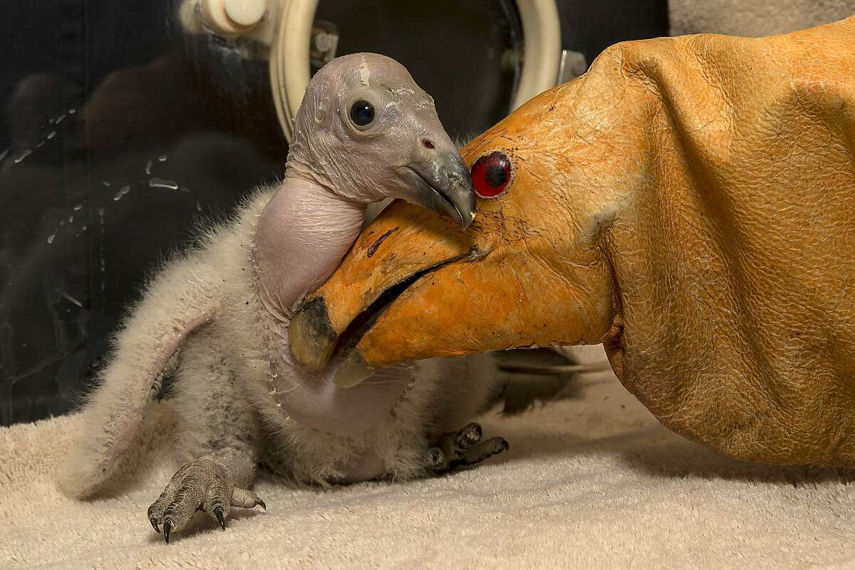 Wesa, a two-week-old California condor chick, hatched on February 24, 2013, making this chick the first of the season at the San Diego Zoo Safari Park, is pictured with a puppet (R) on March 11, 2013 in San Diego, California. Wesa has maintained a healthy weight and has quite an appetite according to keepers, eating up to 15 mice daily. Ron Webb, a San Diego Zoo Safari Park senior condor keeper, has been monitoring Wesa closely and has been puppet rearing the chick as part of preparing Wesa to be released into the wild one day. The puppet is like a fancy gloveÂ, said Webb, "that covers our hands so the chick does not get any beneficial experiences from people. We do not want it imprinting on people or getting used to us when it goes out into the wild. We want it to be a nice, wild animal, not relying on people for food." Wesa is a part of the San Diego Zoo Safari Park's highly successful California condor breeding program. Since the California Condor Recovery Program began in the 1980s, when there were only 22 condors left in the world, the Safari Park has hatched 173 chicks and released more than 80 birds into the wild. Today, there are over 400 condors, half of which are flying free at release sights in Baja California, Mexico, California and Arizona. AFP PHOTO / San Diego Zoo / Ken BOHN == RESTRICTED TO EDITORIAL USE / MANDATORY CREDIT "AFP PHOTO / SAN DIEGO ZOO / Ken BOHN" / NO MARKETING / NO ADVERTISING CAMPAIGNS / DISTRIBUTED AS A SERVICE TO CLIENTS ==KEN BOHN/AFP/Getty Images