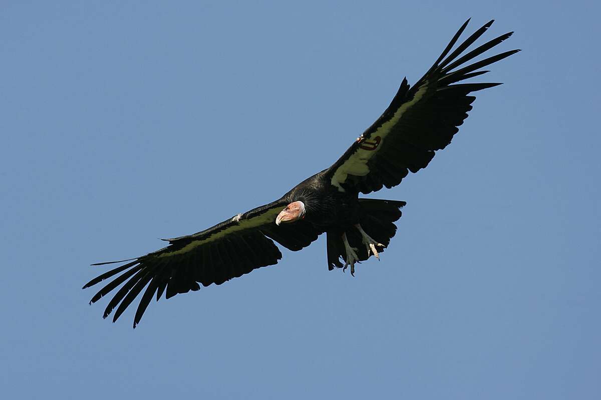 This photo courtesy of the US Fish and Wildlife Service shows a California Condor (Gymnogypus californianus). The endangered California condor faces an "epidemic" of lead poisoning from scavenging carcasses contaminated by lead bullets despite years of costly conservation efforts, scientists said June 25, 2012. The rare scavenger birds were reduced to a population of just 22 in 1982, and have since recovered to number about 400, with half of those still in captivity, said the study in the Proceedings of the National Academy of Sciences.