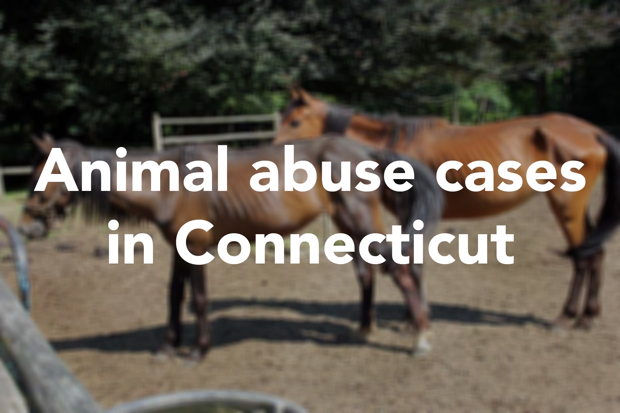 Norwalk dog owner faces animal cruelty charges