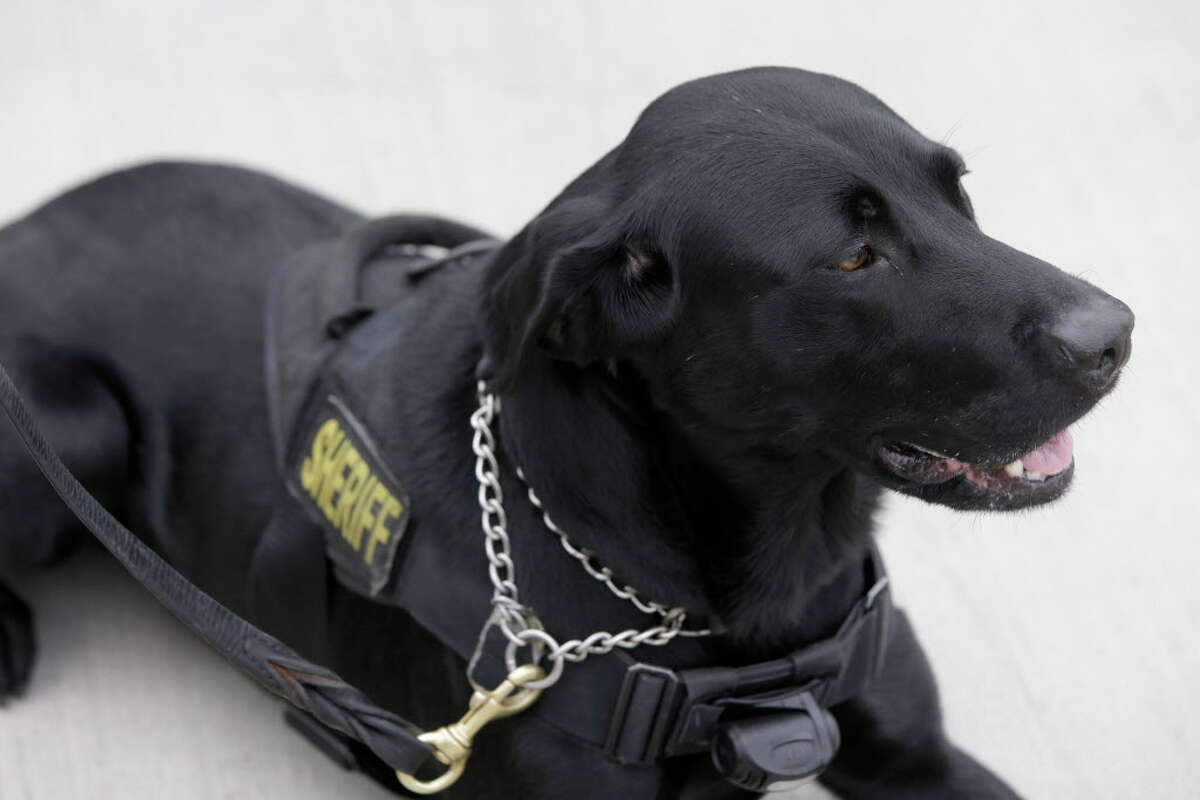 Clyde the K-9 partner of Los Angeles County Sheriff's Deputy Richard Faulk is shown after a swearing-in ceremony of police officers as Special Deputy U.S. Marshals for Super Bowl LI held at the Houston Police Officers Union, 1600 State St., Wednesday, Jan. 25, 2017, in Houston. Police officers traveled from across the country and some as far as Guam to be temporary U.S. Marshals for the upcoming Super Bowl LI.