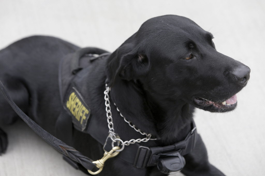 Canine corps arrives in Houston to sniff out Super Bowl crime