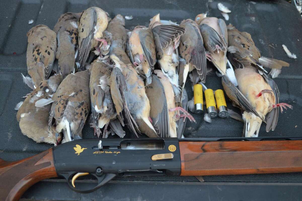 Bringing down a limit of mourning doves during either the early or late dove seasons was just a little tougher this year because of weather conditions, although hunters were able to take advantage of 20 more days in the field.