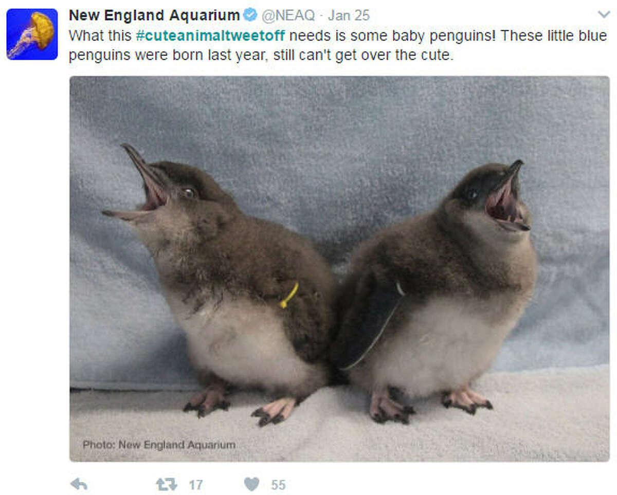 A handful of zoos and aquariums around the country began a battle of sorts, tweeting out photos of their cutest animals. Photo: New England Aquarium 