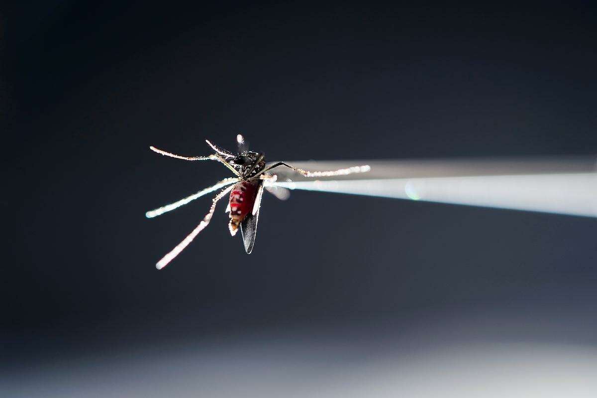 In this May 17, 2016, photo provided by the University of Wisconsin-Madison, a vacuum tube holds a blood-fed strain of Aedes aegypti mosquito in place under a microscope in a research lab insectary in the Hanson Biomedical Sciences Building at the university, in Madison, Wis. (Jeff Miller/UW-Madison via AP)