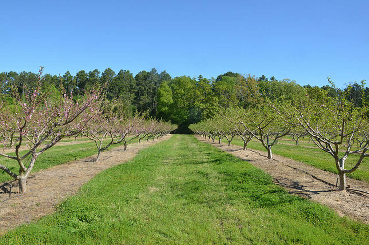 It's prime time to plant fruit trees