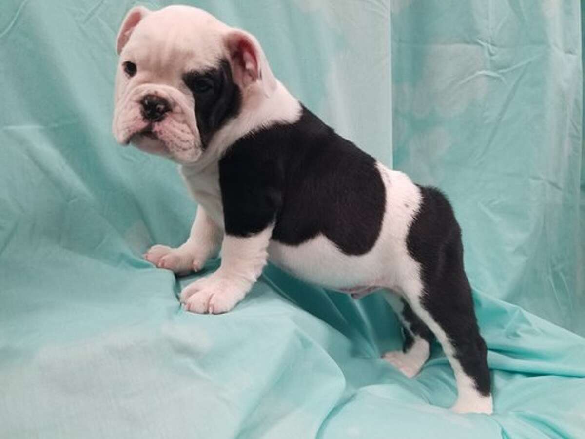 Authorities Searching For Three English Bulldog Puppies Stolen From Local Petland