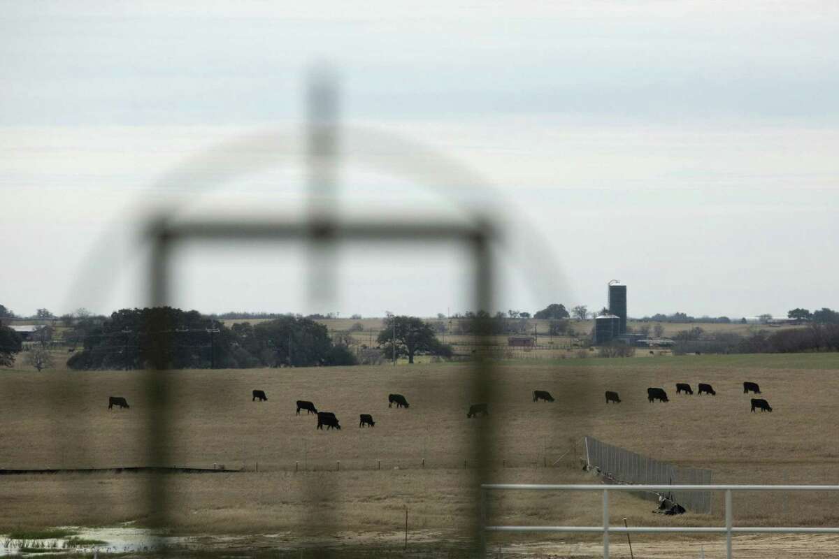 Cows graze on the land owned and used by H2Oaks Center in Elmendorf, Texas on January 27, 2017. Ray Whitehouse / for the San Antonio Express-News