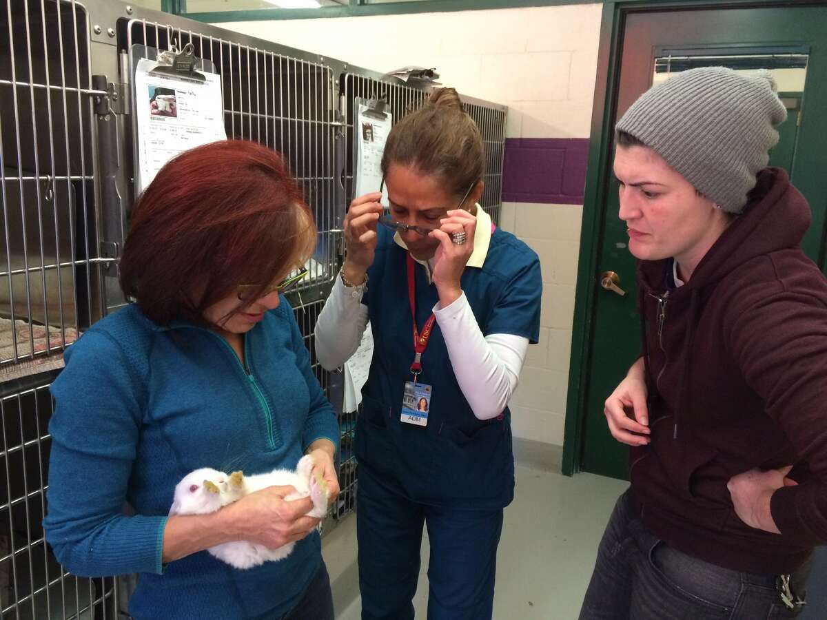 rabbit cage craigslist