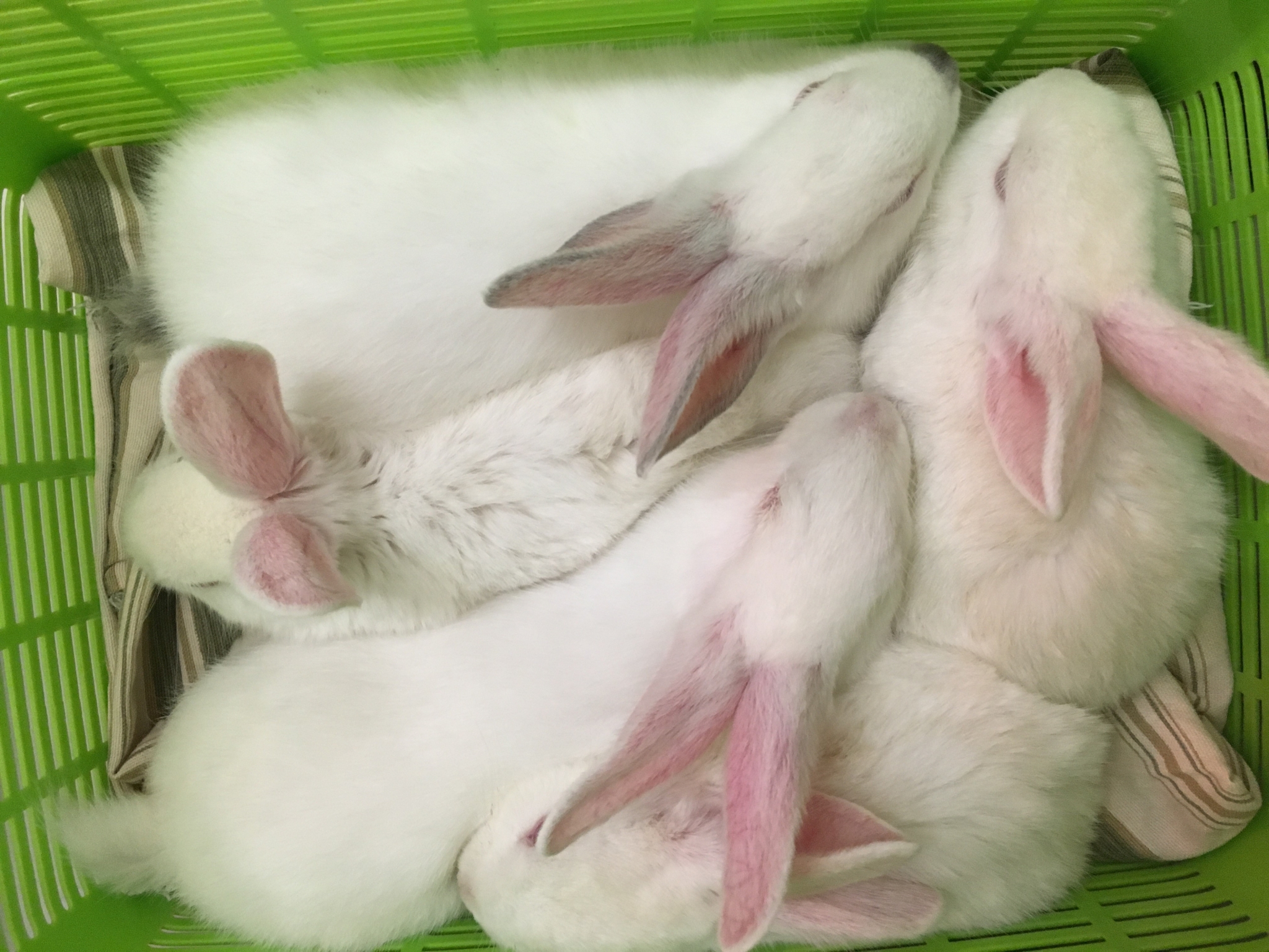 rabbits for sale on craigslist