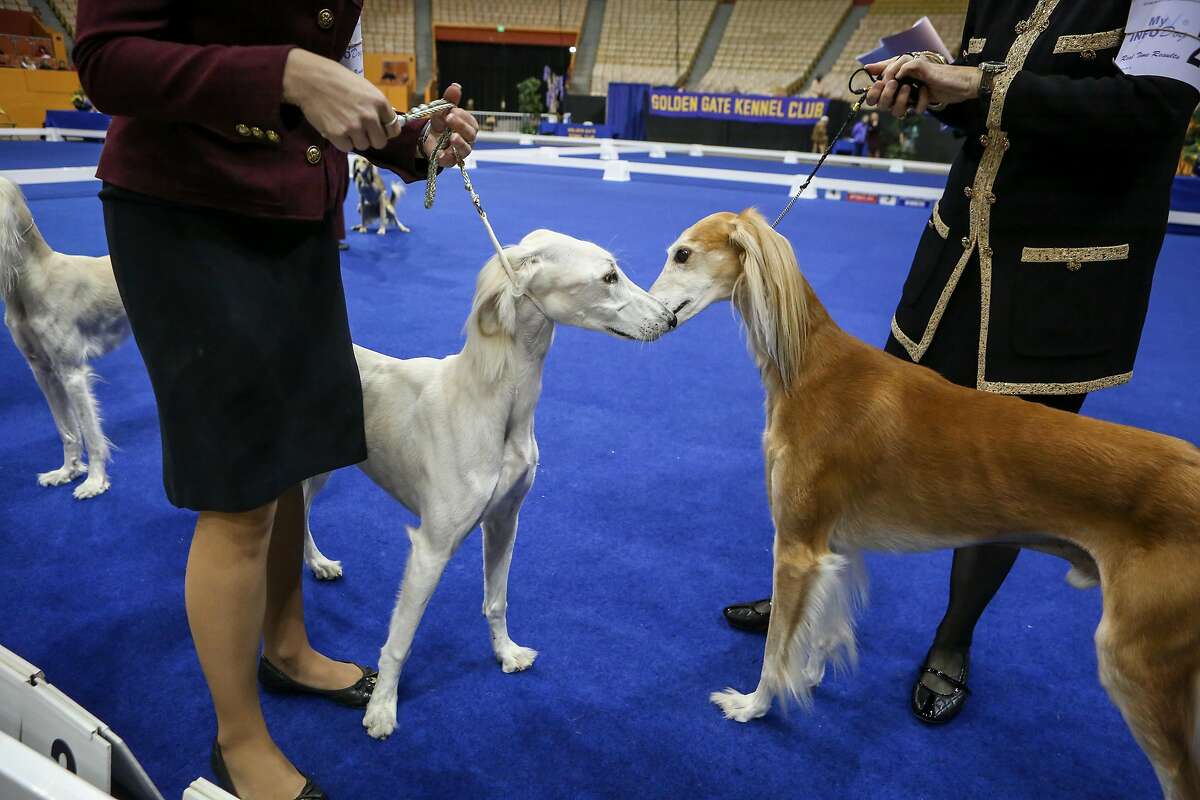 Cow Palace hosts fierce Kennel Club canine competition