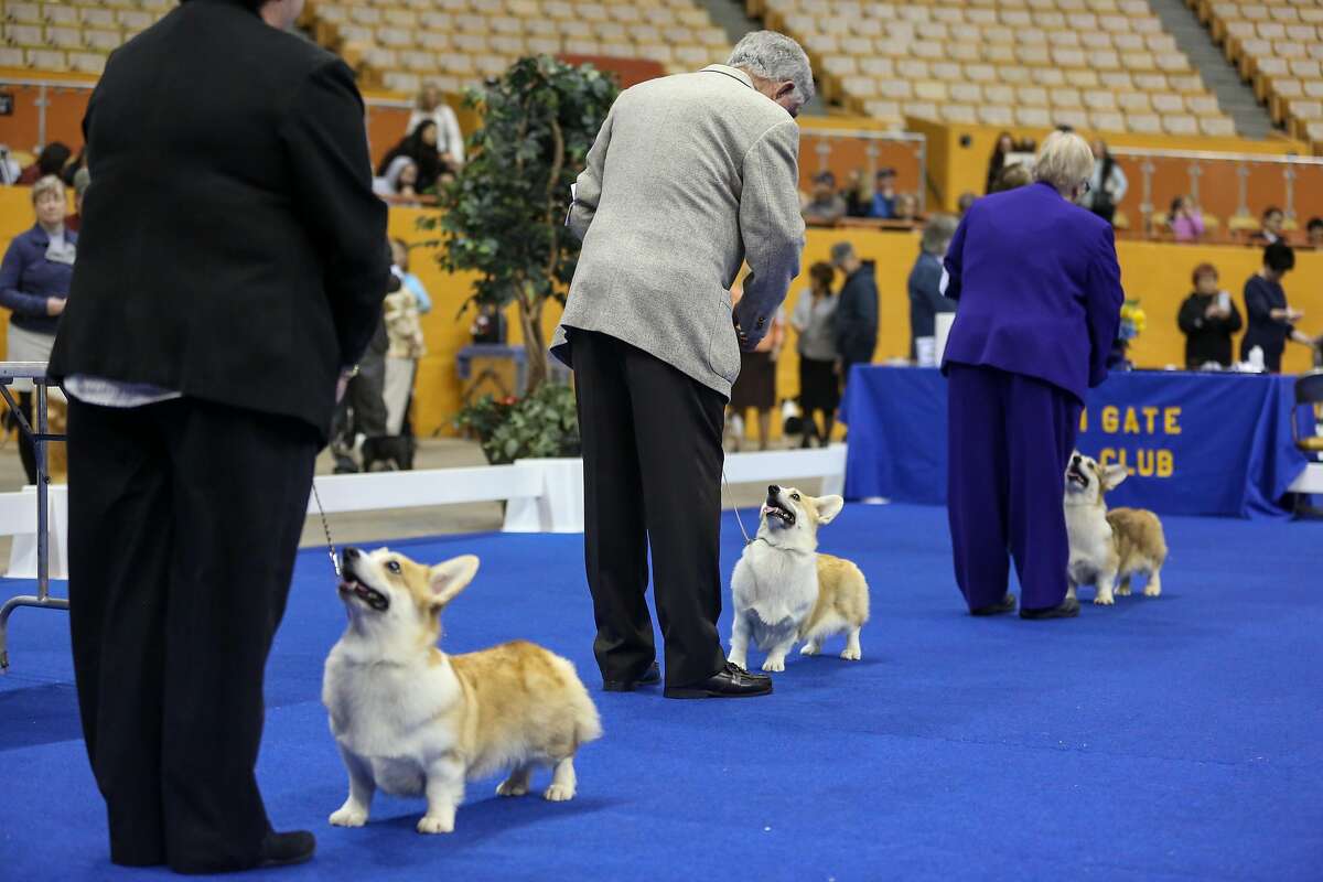 Cow Palace hosts fierce Kennel Club canine competition