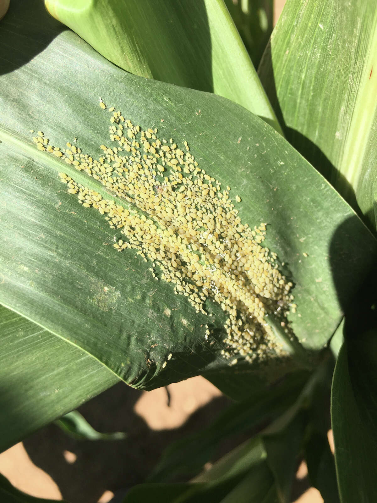 Colonies of sugarcane aphids can establish at a rapid pace once a plant is infested and untreated.