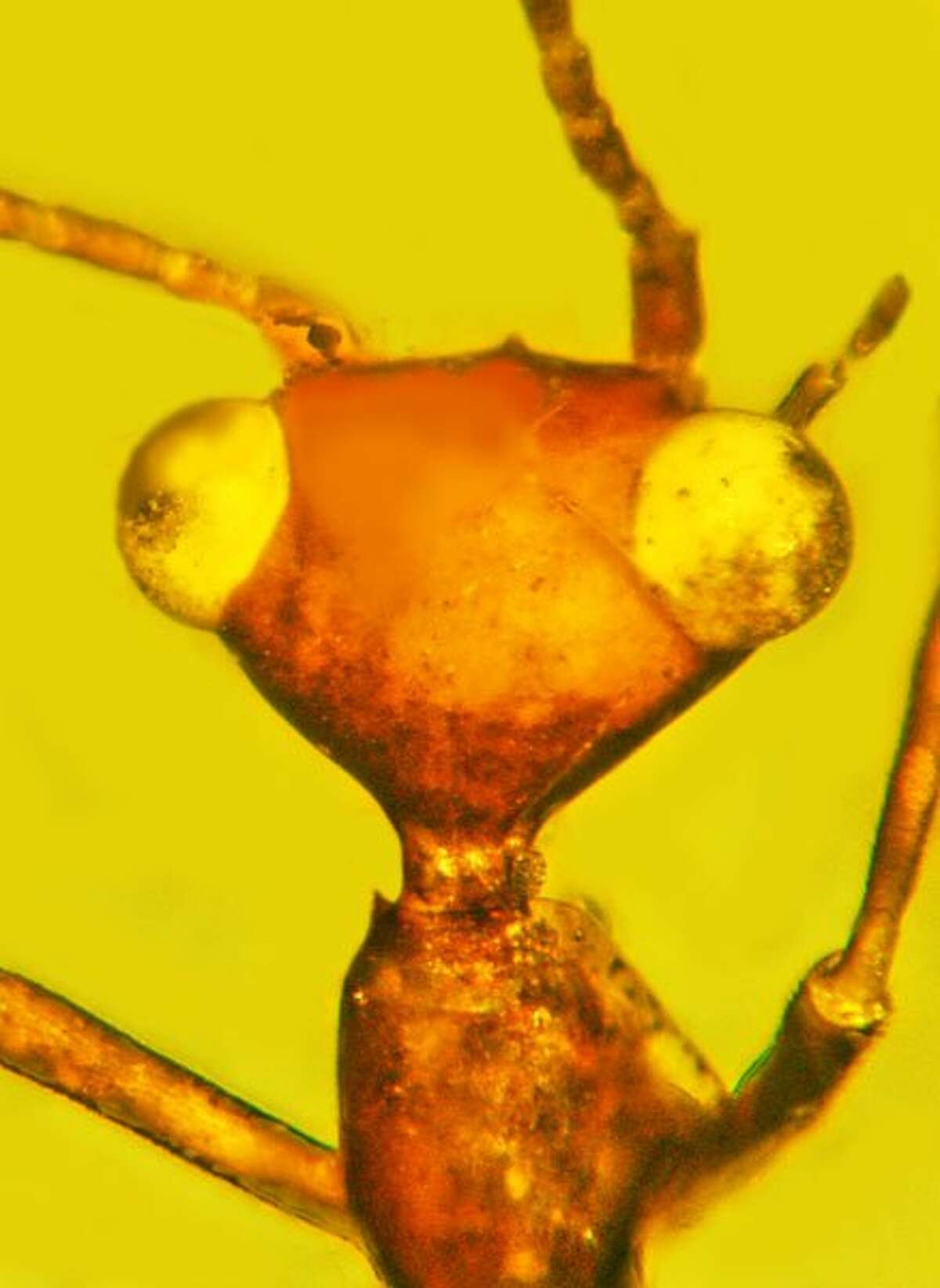 A mystery insect trapped in amber for 100 million years has caught the interest of scientists and the California Academy of Sciences in San Francisco.